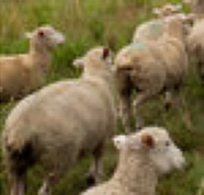 Sheep in a field